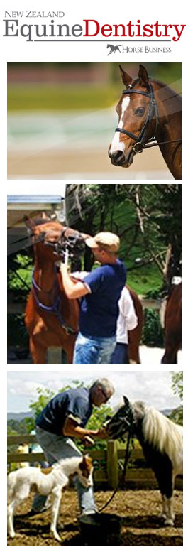Profile picture for New Zealand Equine Dentistry