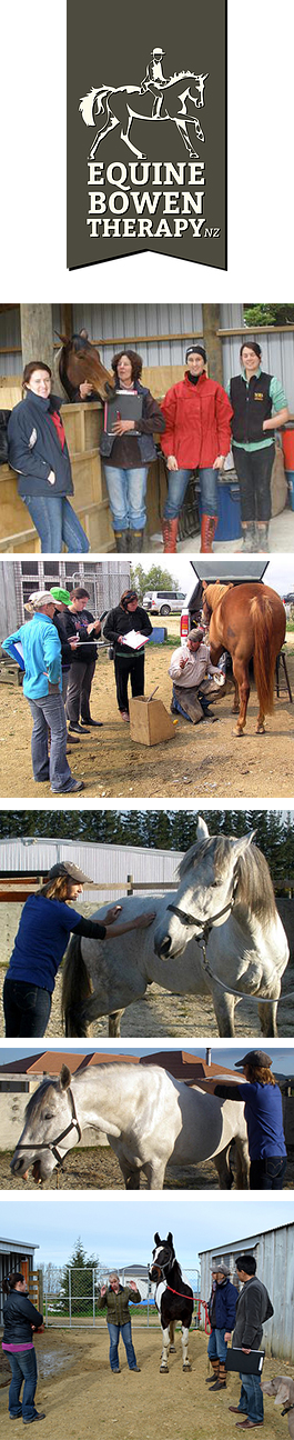 Profile picture for Equine Bowen Therapy New Zealand
