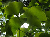 Click for more details about Asti Renaut - Naturopath &  Medical Herbalist