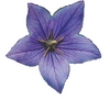 Click for more details about Natures Way Healing