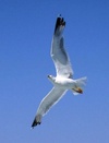 Click for more details about Freedom With Food