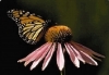 Click for more details about Natural Ways 
