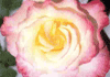 Click for more details about Allette Rose Natural Therapies Clinic