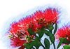 Thumbnail picture for Pohutukawa Place Ltd