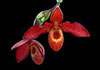 Thumbnail picture for Healing Orchids Australia